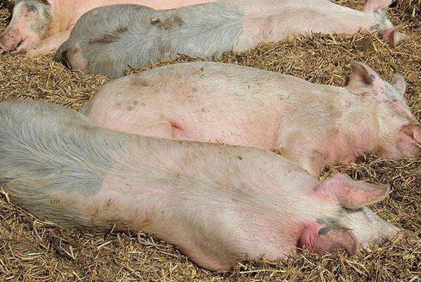 91成人短视频飼(sì)料.jpg 科(kē)飛飼料.jpg