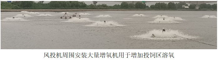 風投機周圍安(ān)裝大量增氧機用於增加投飼區(qū)溶(róng)氧.png 風投機周圍安裝大量增氧機用於增加投飼區溶氧.png