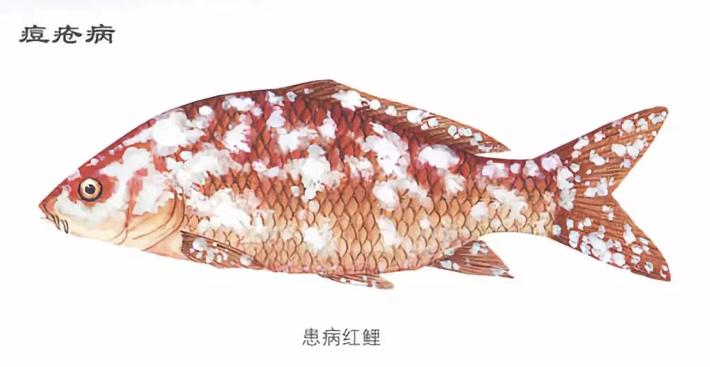 痘瘡病.jpg 痘瘡病(bìng).jpg