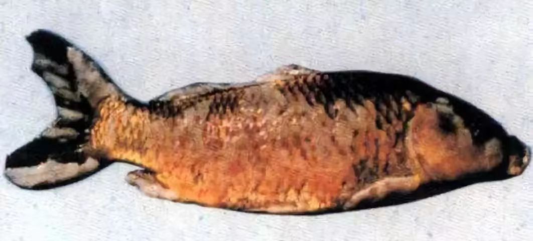 痘瘡病2.jpg 痘瘡病(bìng)2.jpg
