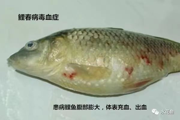 毒血(xuè)症.jpg 毒血症.jpg