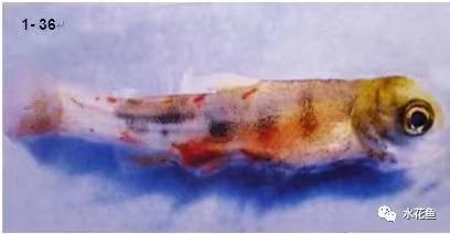 肌(jī)肉出血鮭魚(yú).jpg 肌肉(ròu)出血鮭魚.jpg