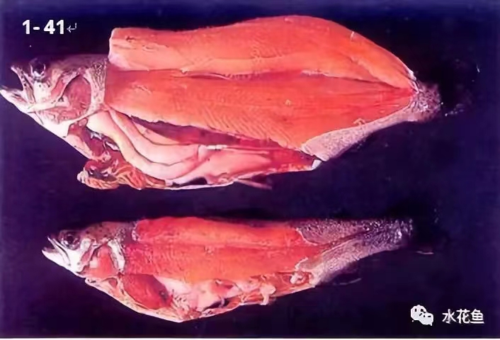 患(huàn)病虹鱒肌肉出血.jpg 患病虹鱒肌肉(ròu)出血.jpg