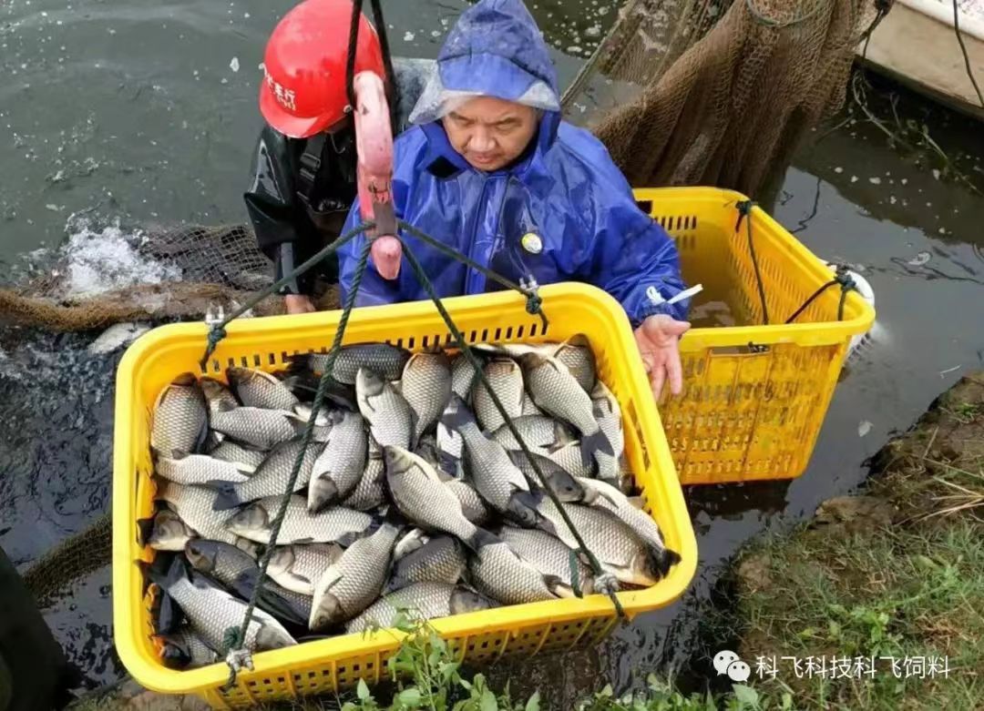 捕魚運魚:脫粘、掉鱗、出血、不耐(nài)運輸.jpg 捕魚運魚:脫粘、掉鱗、出血、不耐運輸.jpg